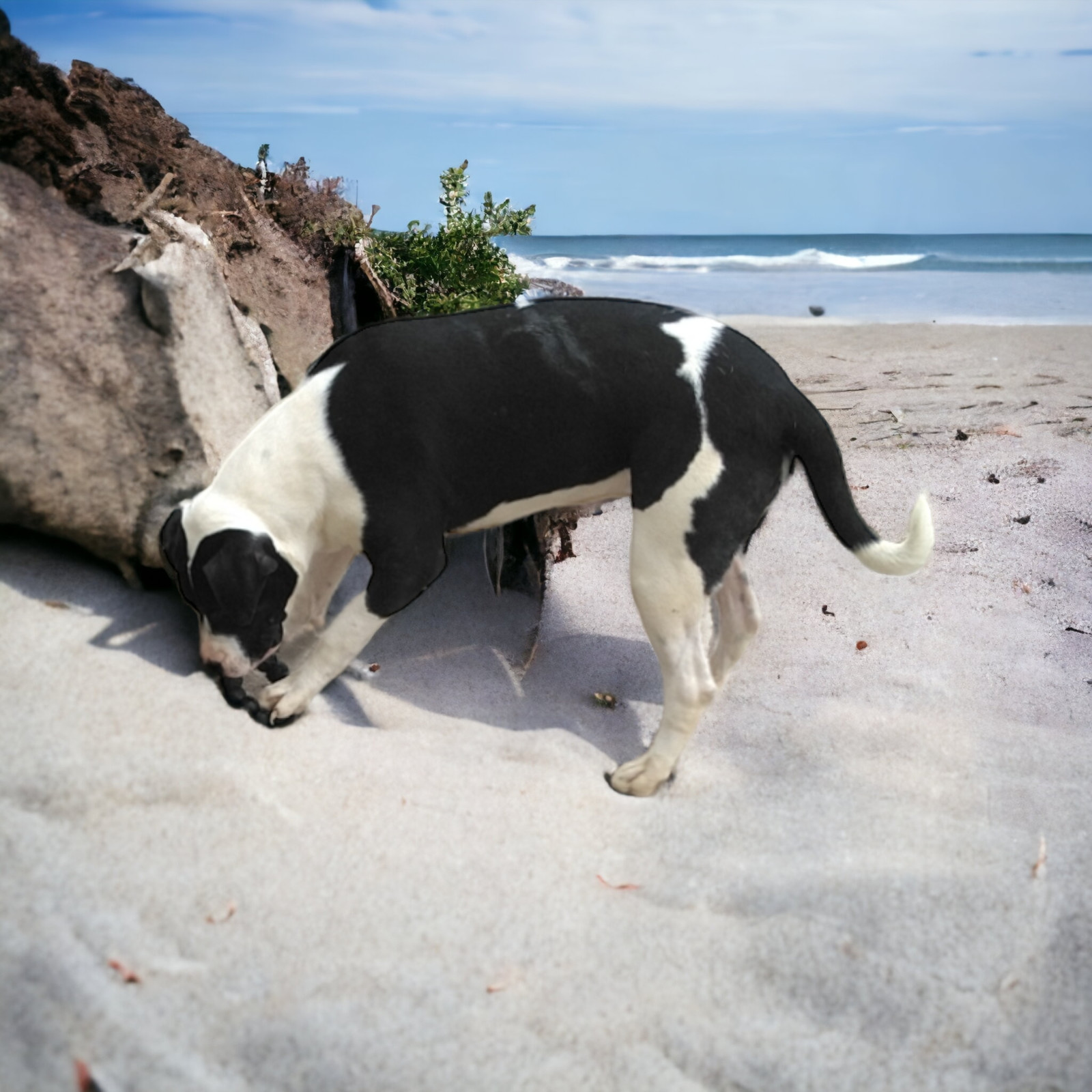 Isabel, an adoptable American Staffordshire Terrier, Great Dane in Orange Grove, TX, 78372 | Photo Image 2