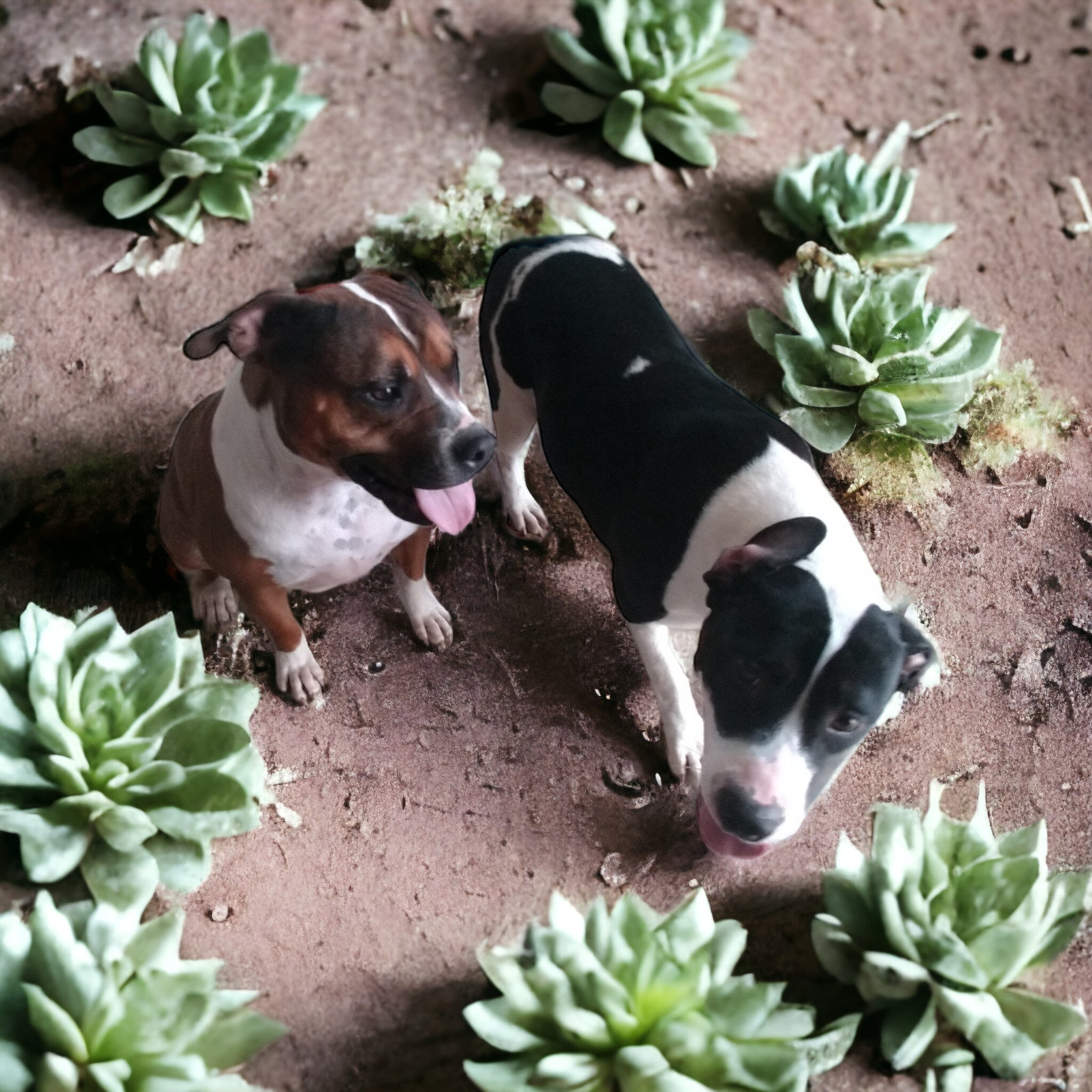 Isabel, an adoptable American Staffordshire Terrier, Great Dane in Orange Grove, TX, 78372 | Photo Image 3