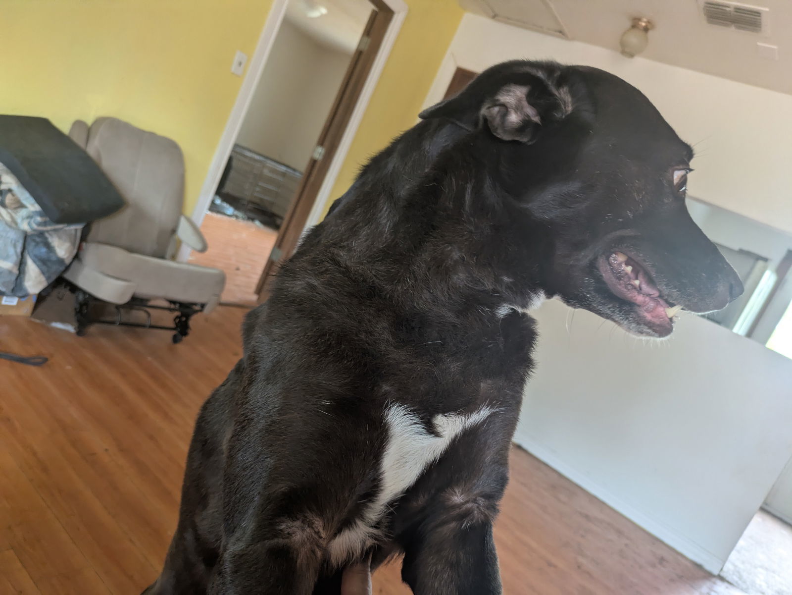Celeste, an adoptable Labrador Retriever in Orange Grove, TX, 78372 | Photo Image 1