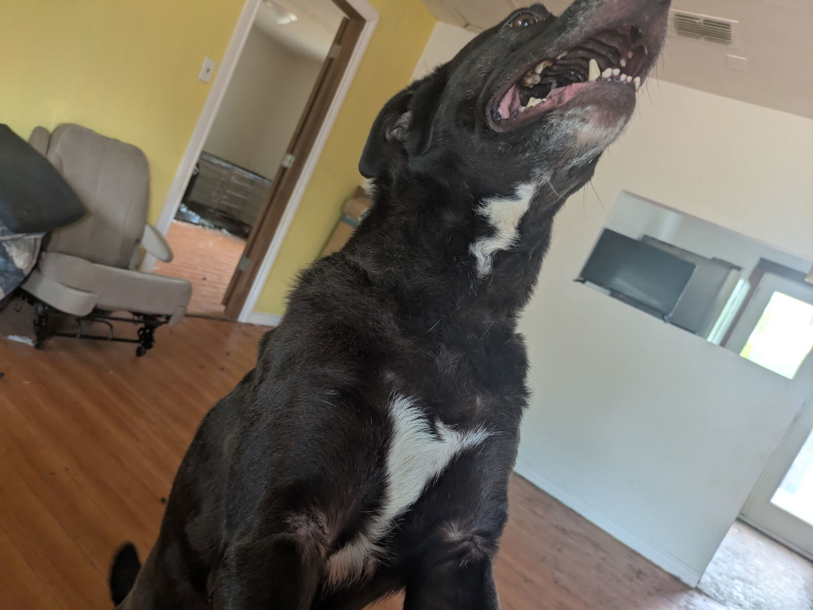 Celeste, an adoptable Labrador Retriever in Orange Grove, TX, 78372 | Photo Image 3