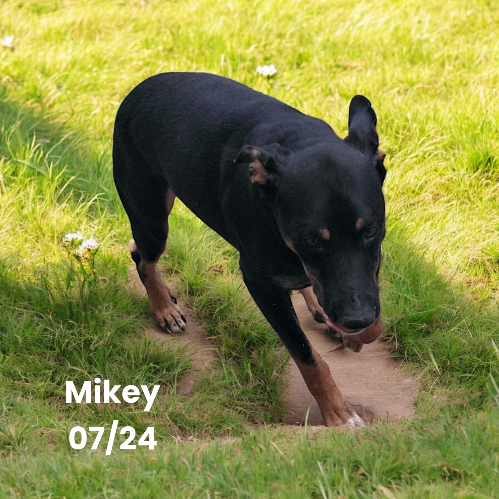 Mikey, an adoptable Beauceron in Orange Grove, TX, 78372 | Photo Image 1