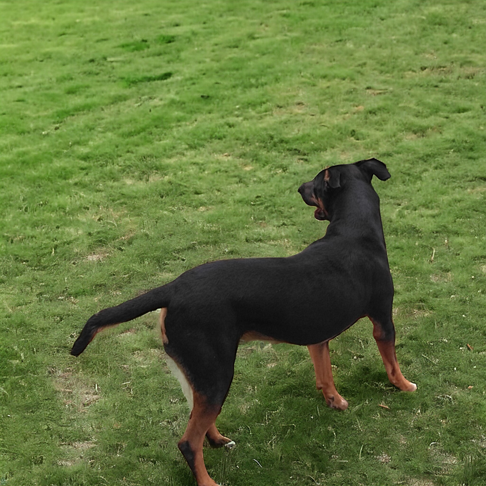 Mikey, an adoptable Beauceron in Orange Grove, TX, 78372 | Photo Image 2