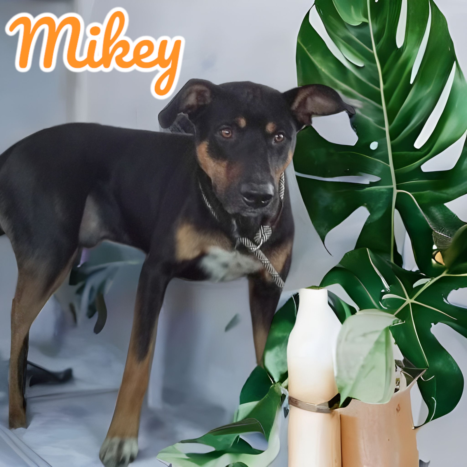 Mikey, an adoptable Beauceron in Orange Grove, TX, 78372 | Photo Image 3