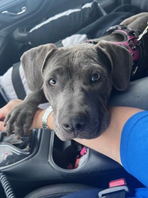 Get ready to fall in love with Maribelle everyone This adorable 8-month-old blue pocket pibble is