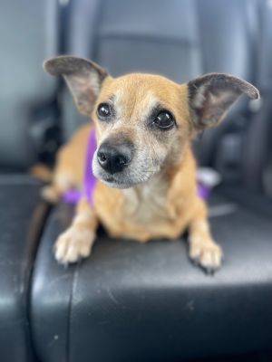 My name is Maggie the 10 year old chiweenie mix My foster family had this to say about me Maggie