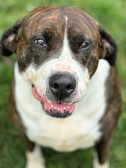 Nyla, an adoptable Bullmastiff, Pit Bull Terrier in Anderson, IN, 46011 | Photo Image 2