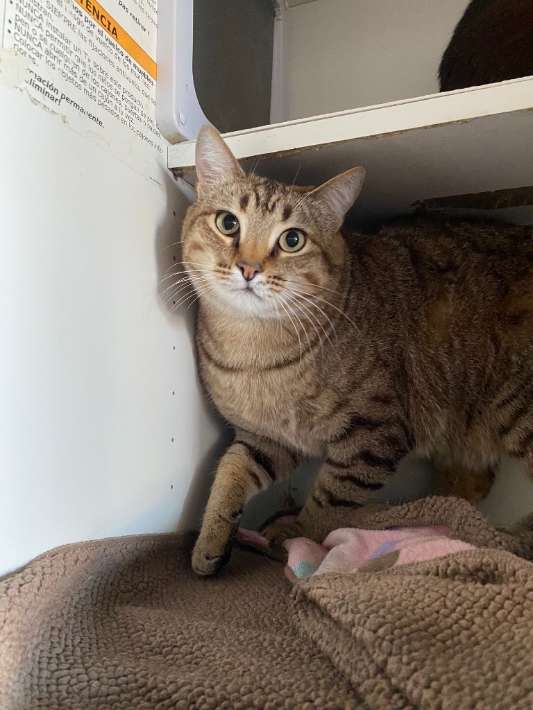 Mystical, an adoptable Domestic Short Hair in Fort Lupton, CO, 80621 | Photo Image 1