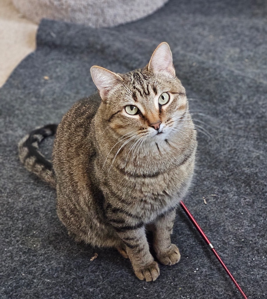 Mystical, an adoptable Domestic Short Hair in Fort Lupton, CO, 80621 | Photo Image 1