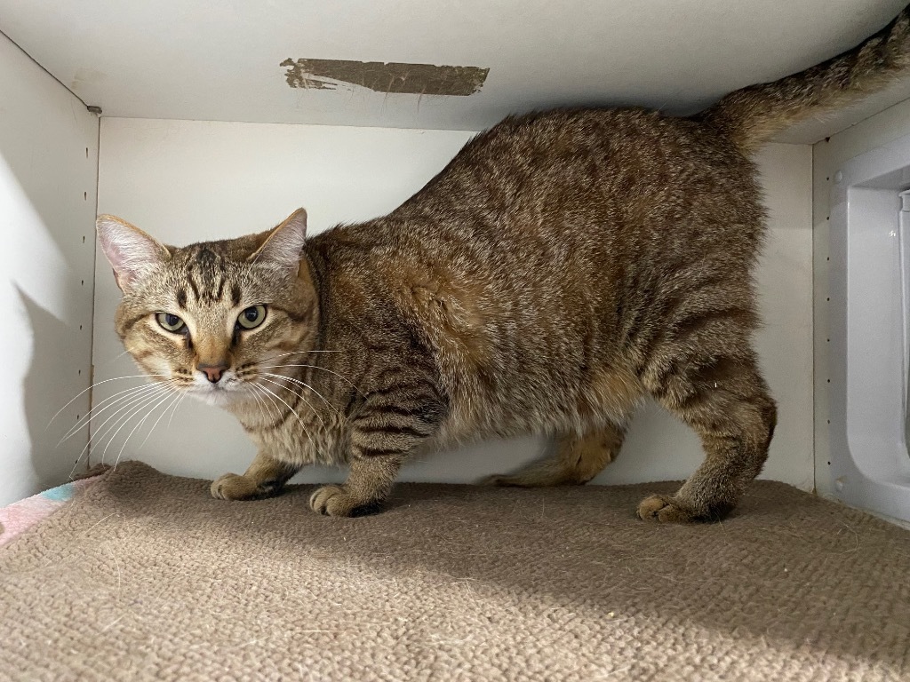 Mystical, an adoptable Domestic Short Hair in Fort Lupton, CO, 80621 | Photo Image 2