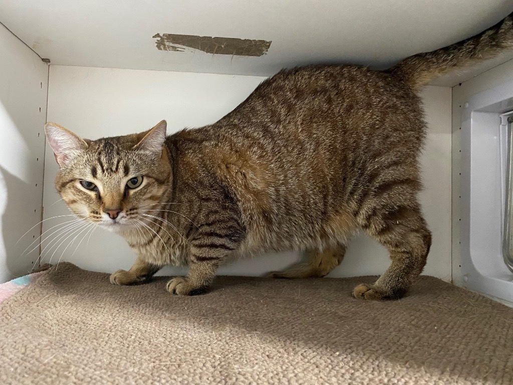 Mystical, an adoptable Domestic Short Hair in Fort Lupton, CO, 80621 | Photo Image 3