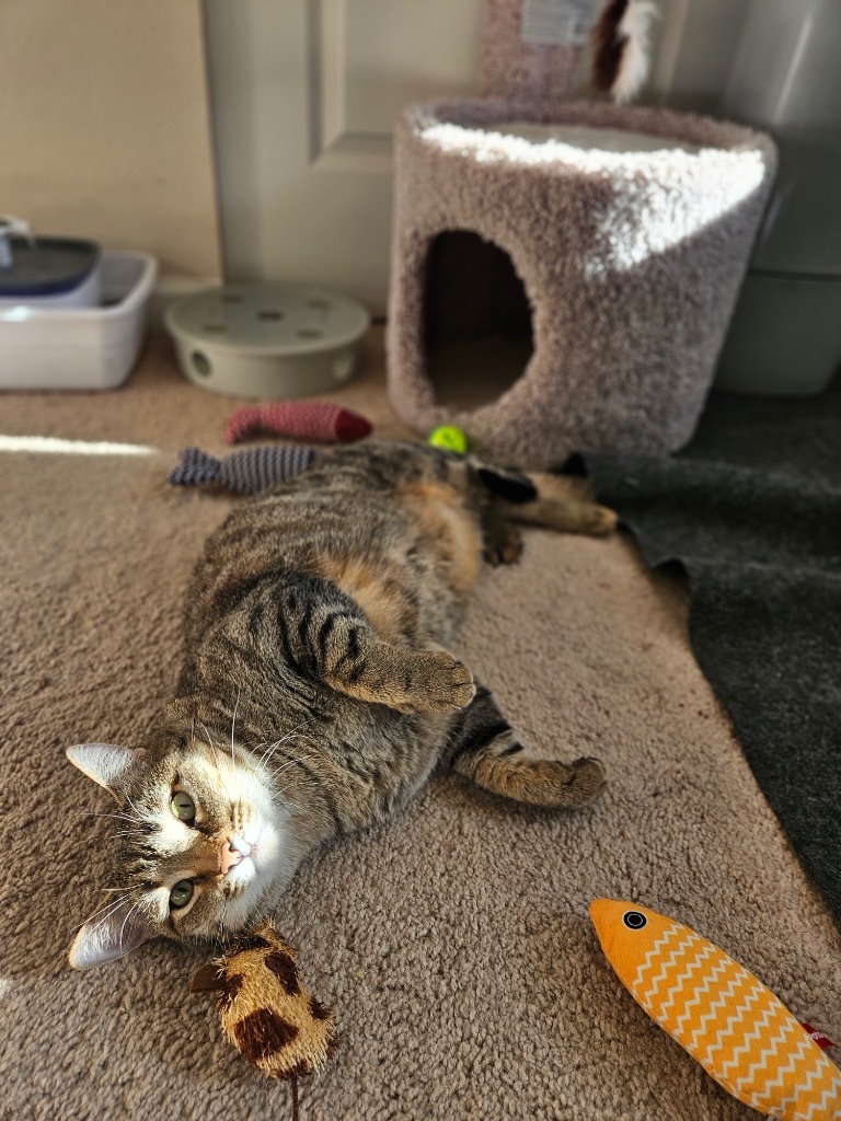 Mystical, an adoptable Domestic Short Hair in Fort Lupton, CO, 80621 | Photo Image 3