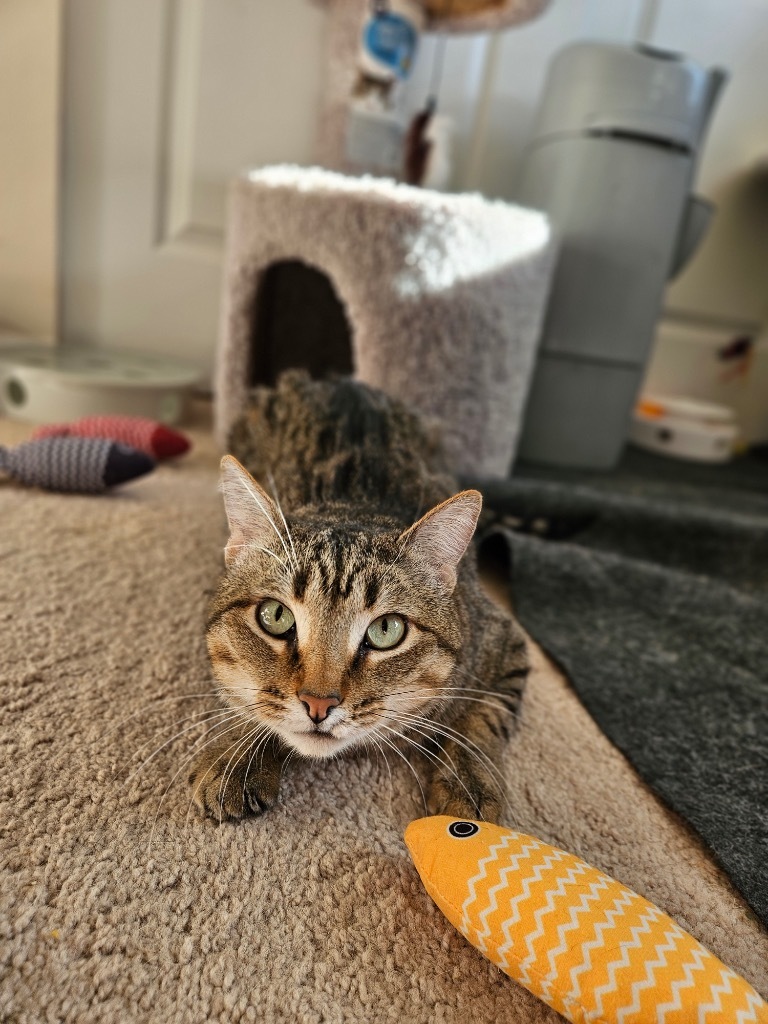 Mystical, an adoptable Domestic Short Hair in Fort Lupton, CO, 80621 | Photo Image 3