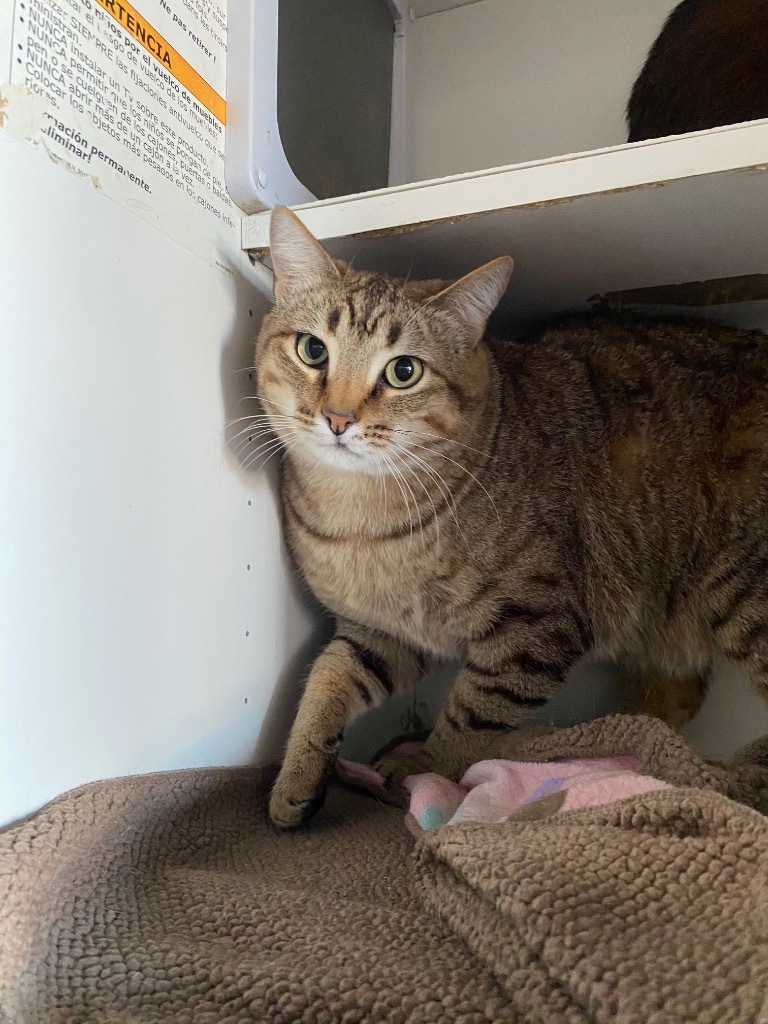 Mystical, an adoptable Domestic Short Hair in Fort Lupton, CO, 80621 | Photo Image 4