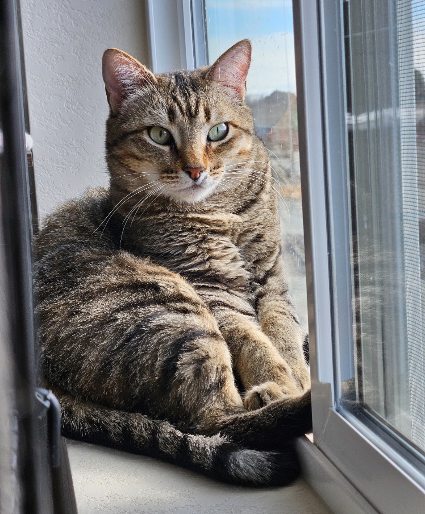 Mystical, an adoptable Domestic Short Hair in Fort Lupton, CO, 80621 | Photo Image 4