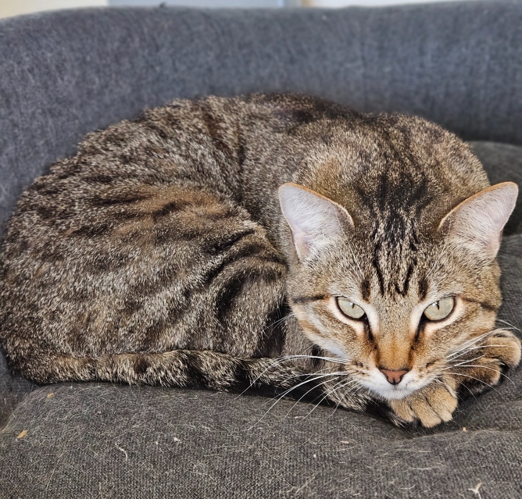Mystical, an adoptable Domestic Short Hair in Fort Lupton, CO, 80621 | Photo Image 5