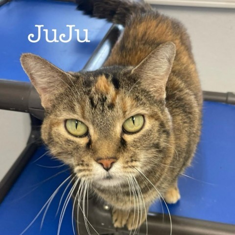 Juju, an adoptable Domestic Short Hair in Kingman, KS, 67068 | Photo Image 1