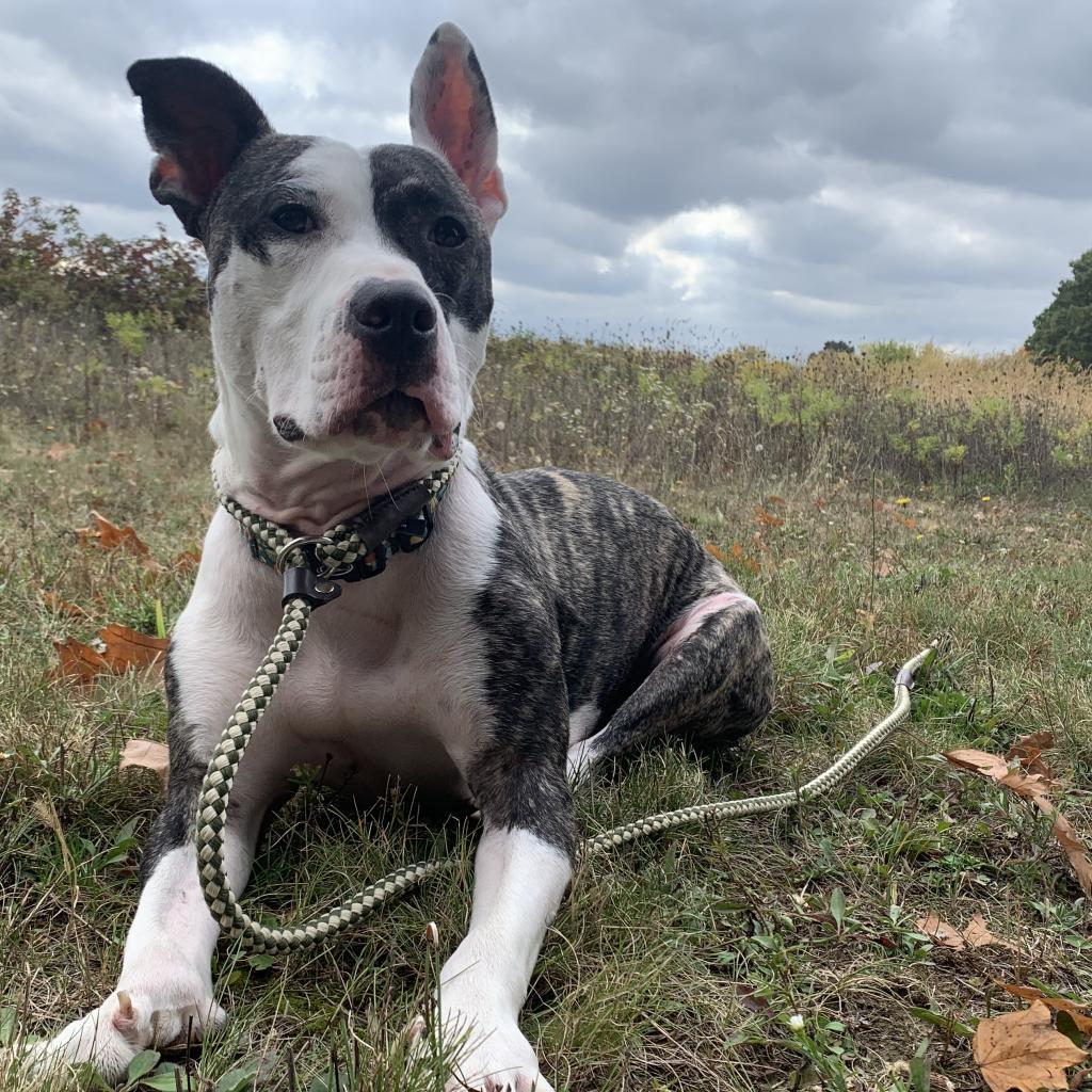 Hanson-Foster, an adoptable Mixed Breed in Grand Rapids, MI, 49534 | Photo Image 3