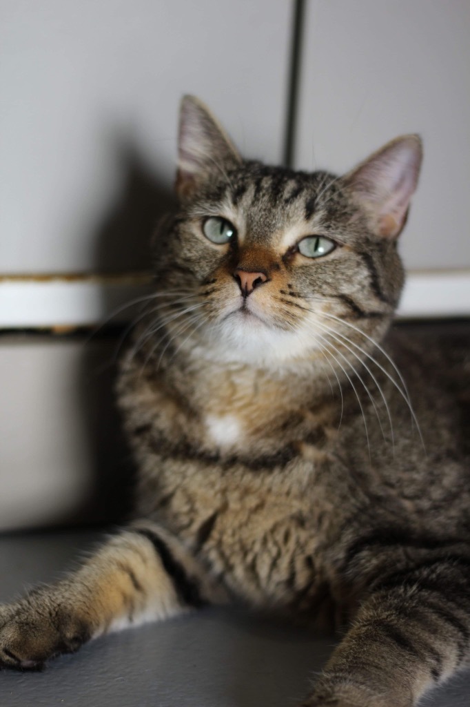 Hibiscus, an adoptable Domestic Short Hair in Ashland, WI, 54806 | Photo Image 1