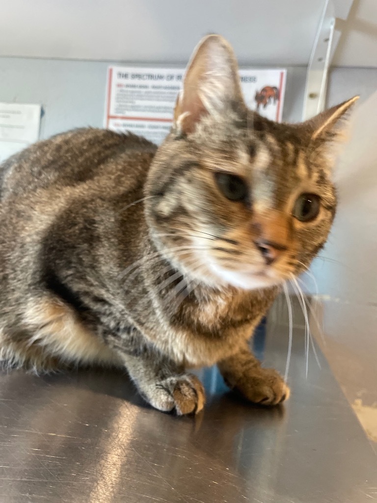 Hibiscus, an adoptable Domestic Short Hair in Ashland, WI, 54806 | Photo Image 2