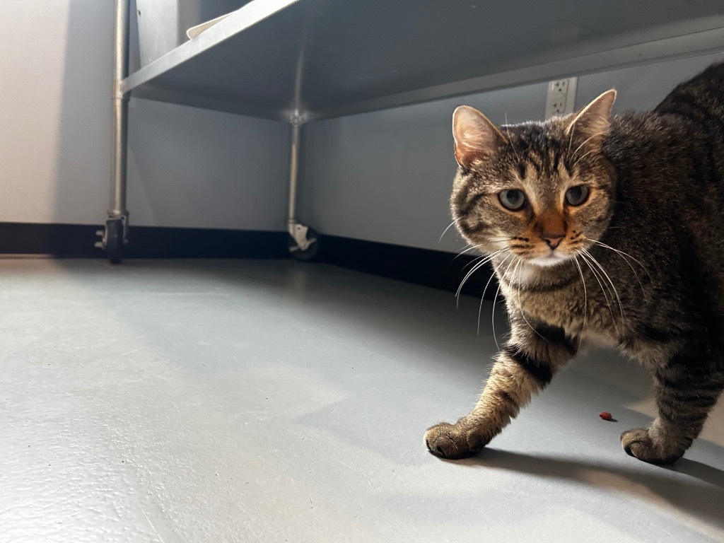 Hibiscus, an adoptable Domestic Short Hair in Ashland, WI, 54806 | Photo Image 3