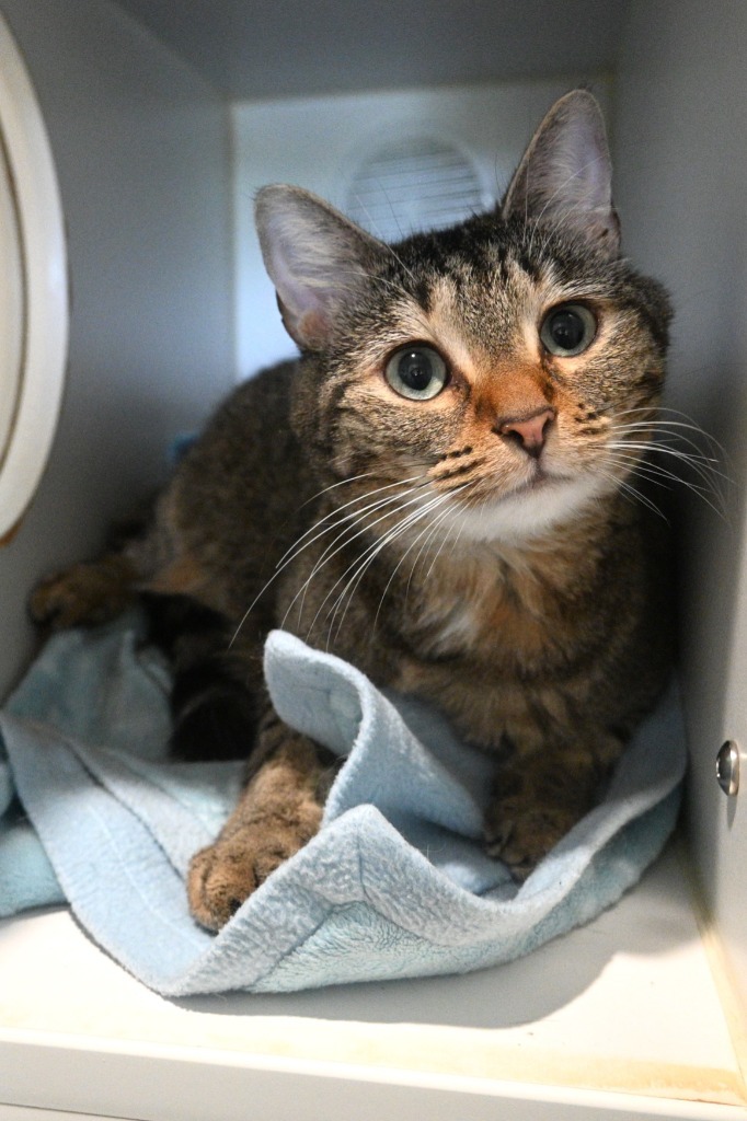 Hibiscus, an adoptable Domestic Short Hair in Ashland, WI, 54806 | Photo Image 4