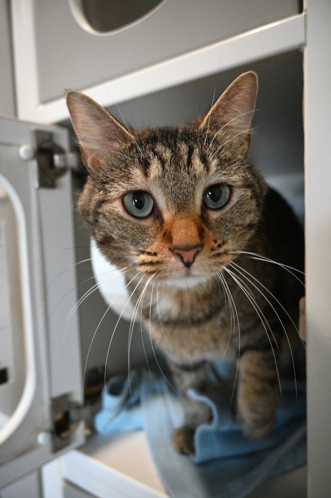 Hibiscus, an adoptable Domestic Short Hair in Ashland, WI, 54806 | Photo Image 5