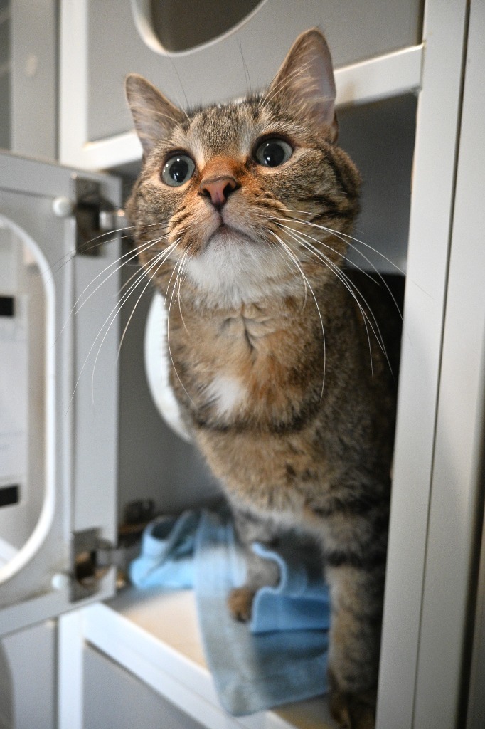 Hibiscus, an adoptable Domestic Short Hair in Ashland, WI, 54806 | Photo Image 6