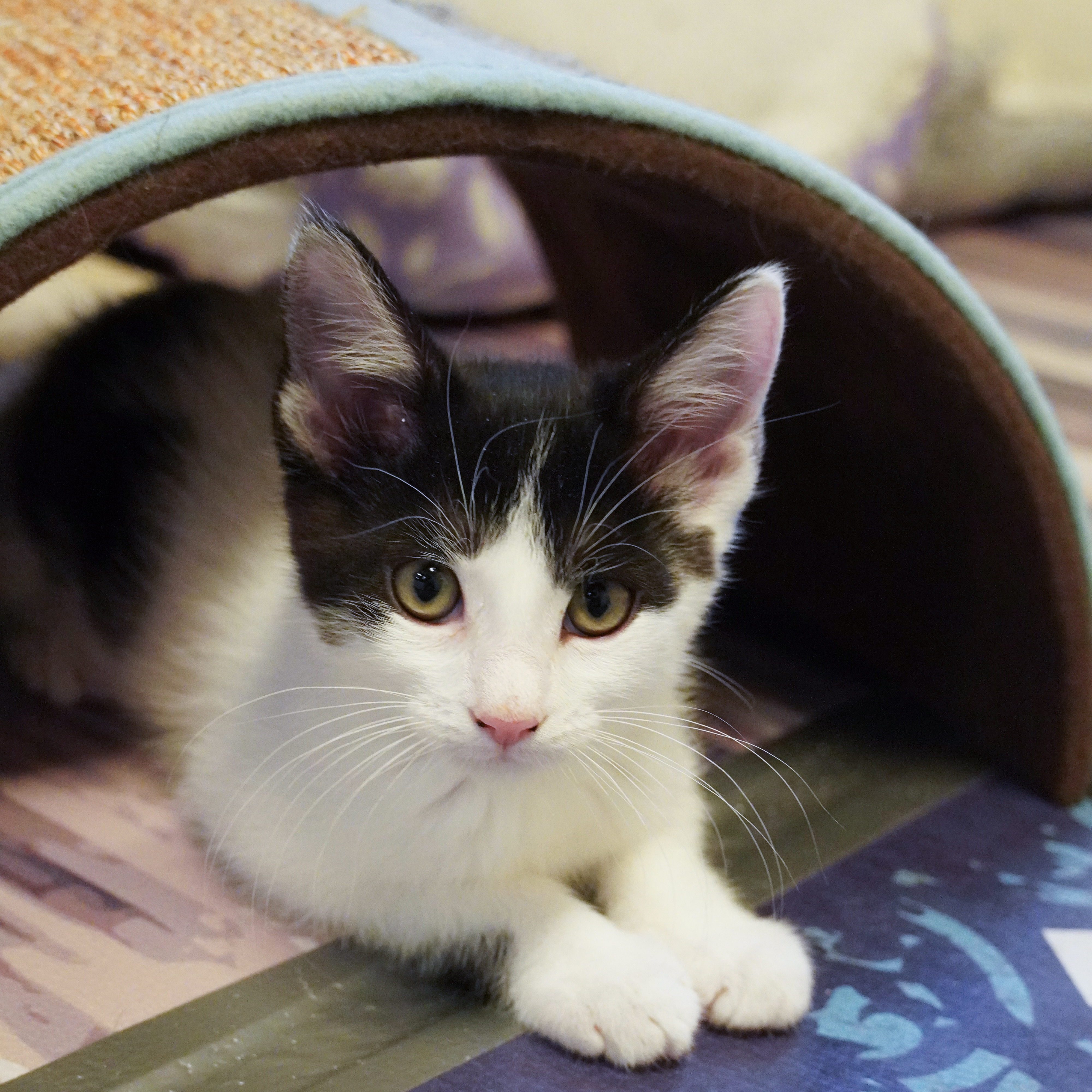 Jambi, an adoptable Domestic Medium Hair in Santa Fe, NM, 87501 | Photo Image 1