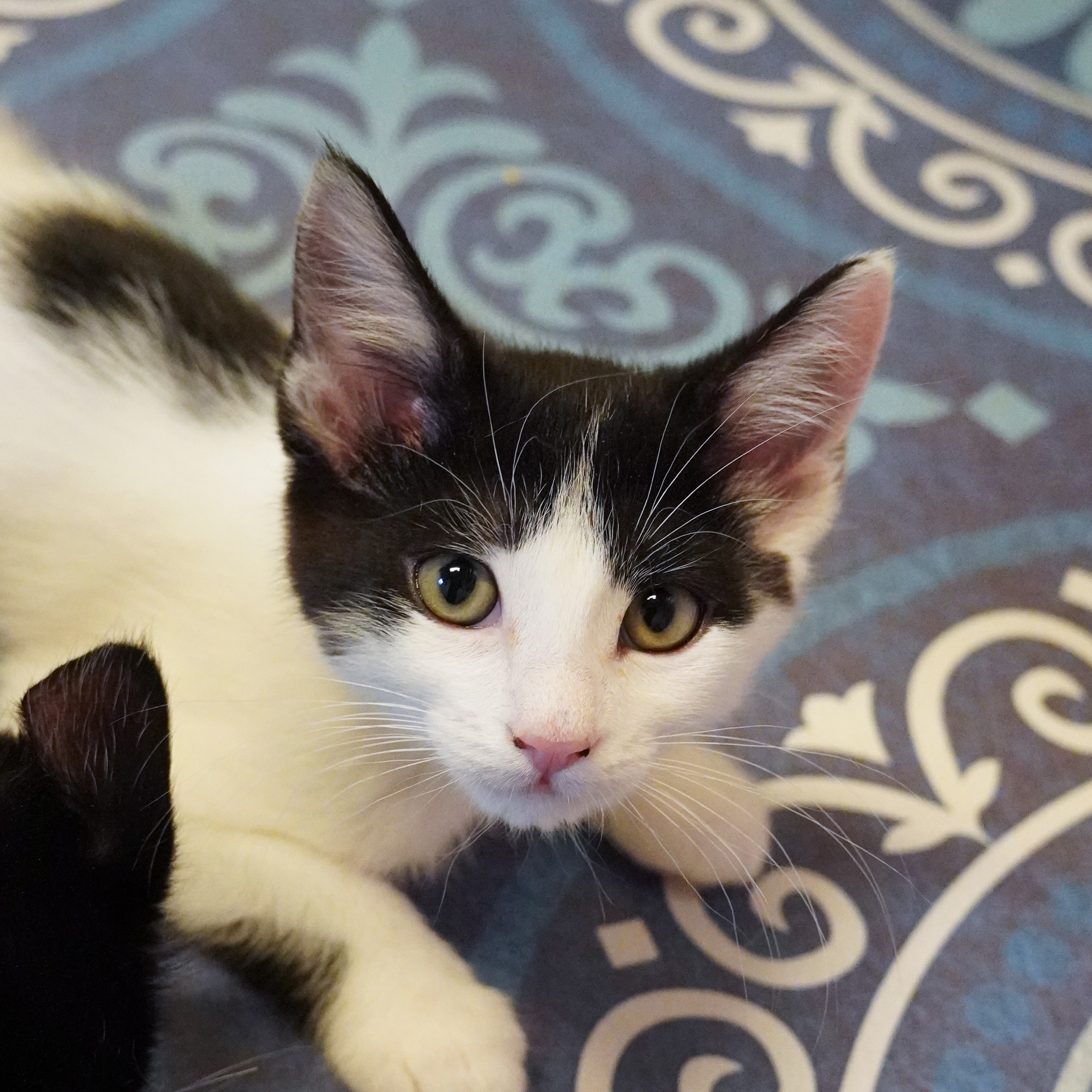 Jambi, an adoptable Domestic Medium Hair in Santa Fe, NM, 87501 | Photo Image 2