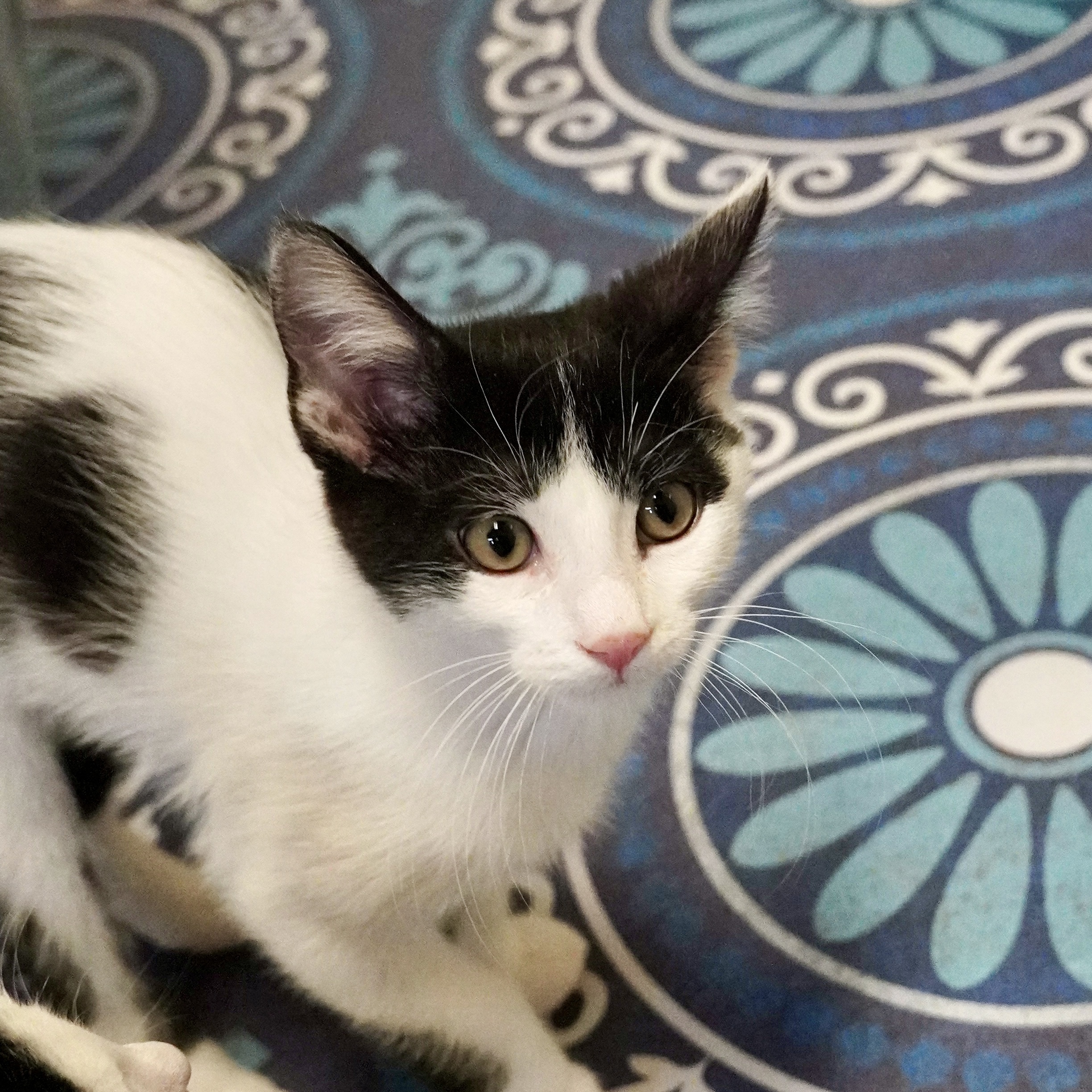 Jambi, an adoptable Domestic Medium Hair in Santa Fe, NM, 87501 | Photo Image 4