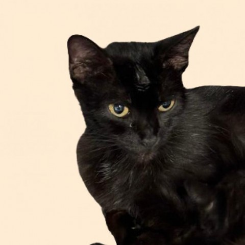 Ann, an adoptable Domestic Short Hair in Tuscaloosa, AL, 35401 | Photo Image 1