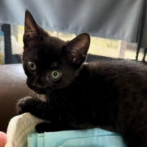 Storm, an adoptable Domestic Short Hair in Tuscaloosa, AL, 35401 | Photo Image 1