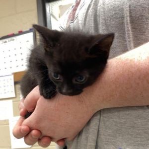 Barn Cats are Free Kittens are 100 Adults are 75 Seniors are 50 Two kittens are 150 Include