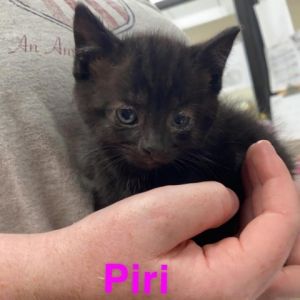 Piri Domestic Medium Hair Cat
