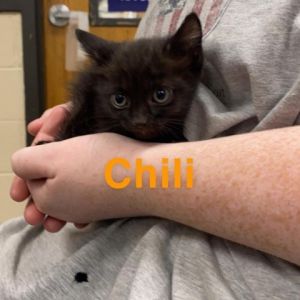 Chili Domestic Medium Hair Cat