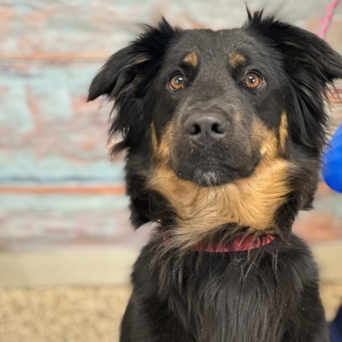 Tilly, an adoptable Mixed Breed in Cheyenne, WY, 82007 | Photo Image 3