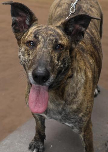 Timber, an adoptable Shepherd in Thief River Falls, MN, 56701 | Photo Image 1