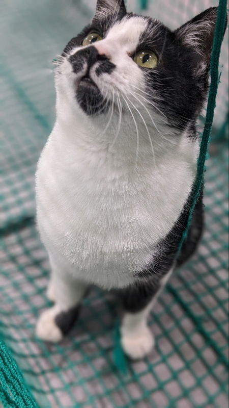 Ziggy, an adoptable Domestic Short Hair in Laramie, WY, 82073 | Photo Image 2