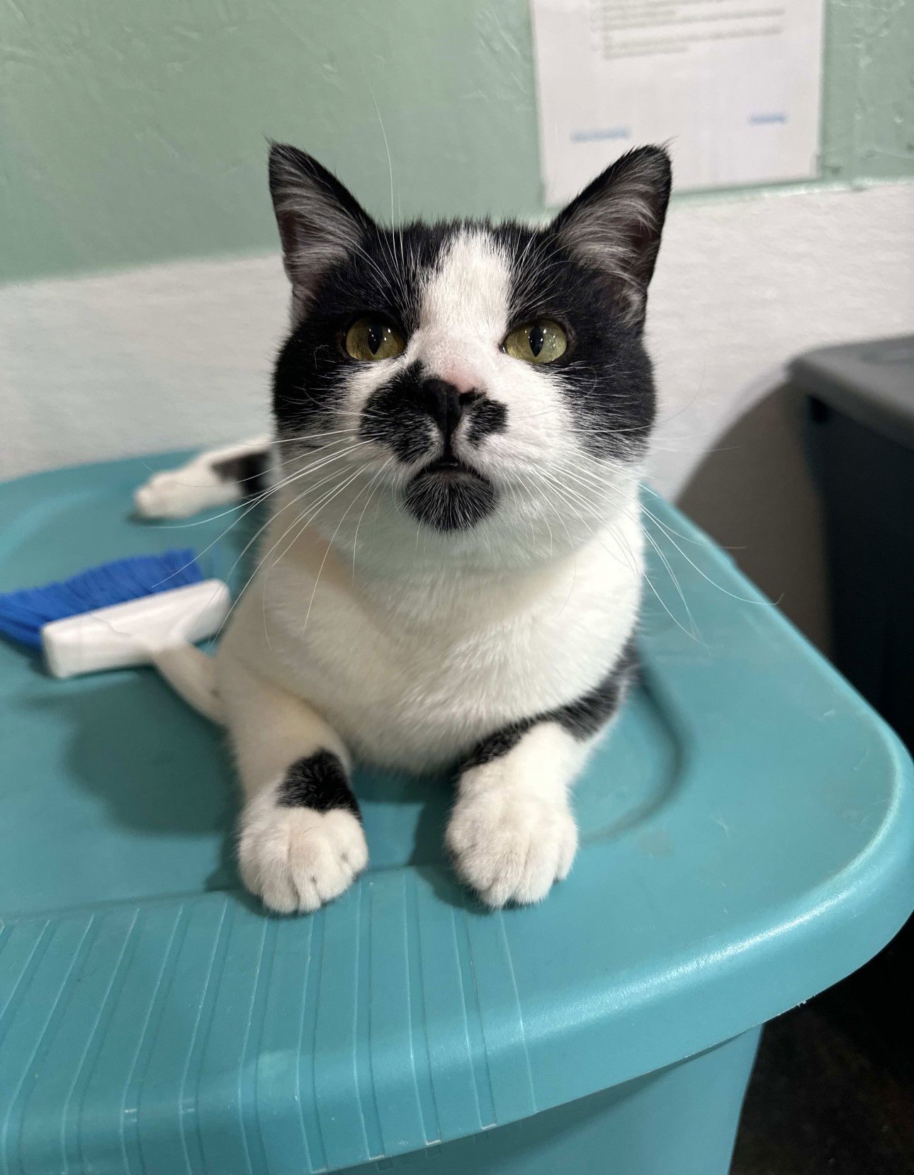 Ziggy, an adoptable Domestic Short Hair in Laramie, WY, 82073 | Photo Image 3