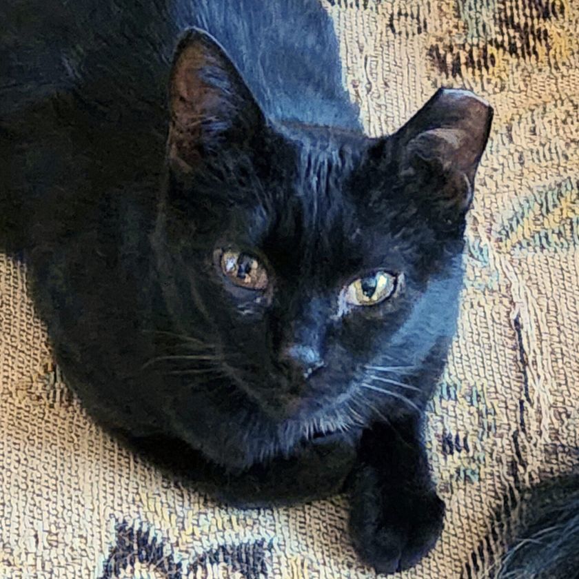 Polly, an adoptable Domestic Short Hair in Laramie, WY, 82073 | Photo Image 1