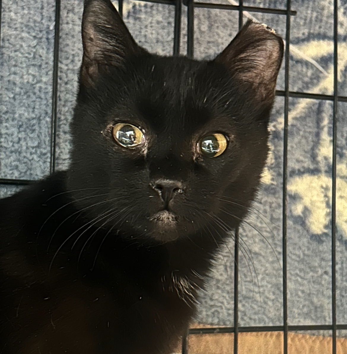 Polly, an adoptable Domestic Short Hair in Laramie, WY, 82073 | Photo Image 2