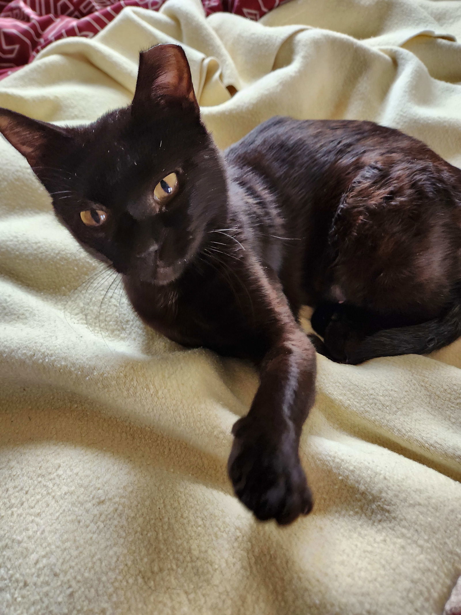 Polly, an adoptable Domestic Short Hair in Laramie, WY, 82073 | Photo Image 3