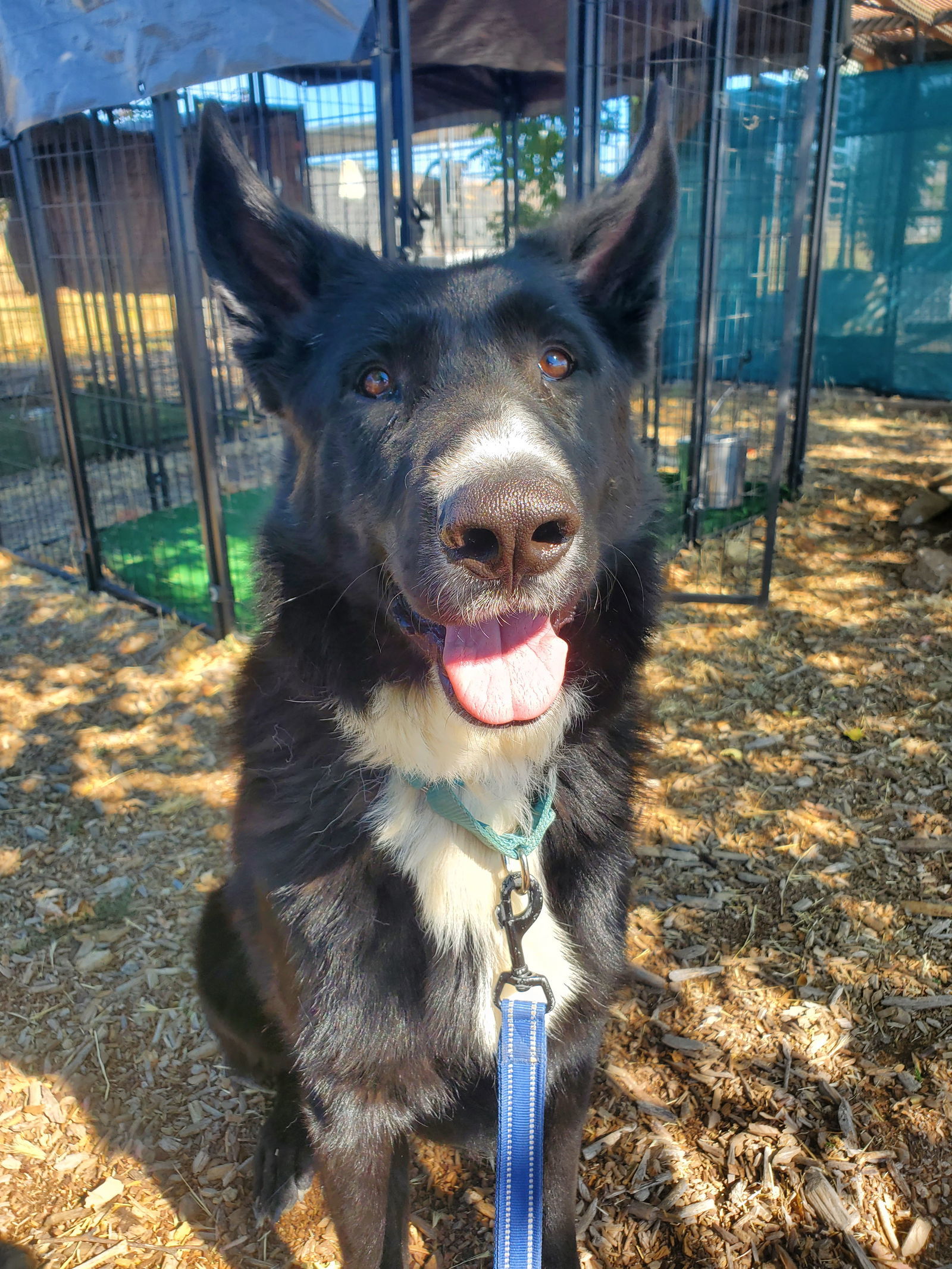 Kansas, an adoptable Shepherd in Yreka, CA, 96097 | Photo Image 1