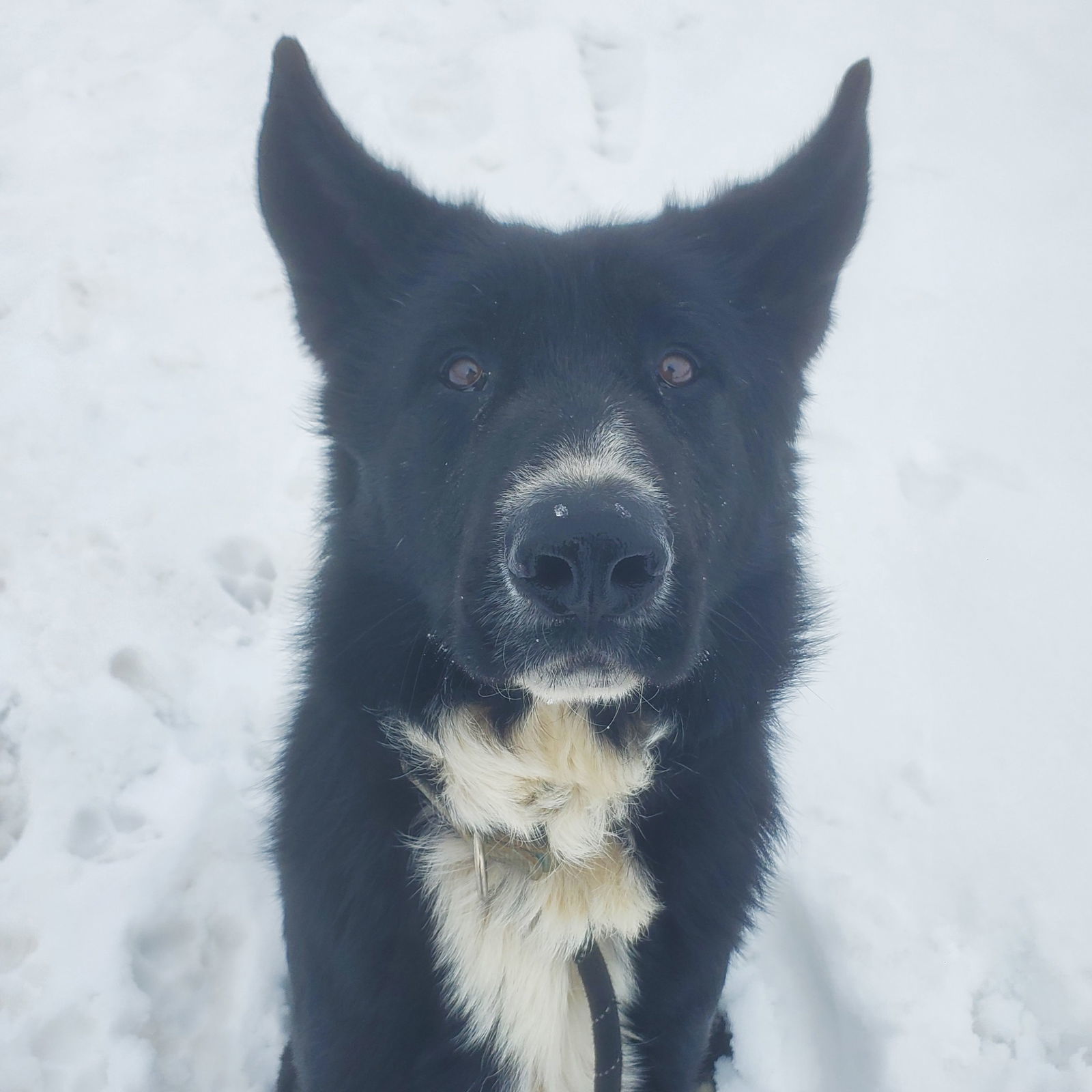 Kansas, an adoptable Anatolian Shepherd, German Shepherd Dog in Yreka, CA, 96097 | Photo Image 1