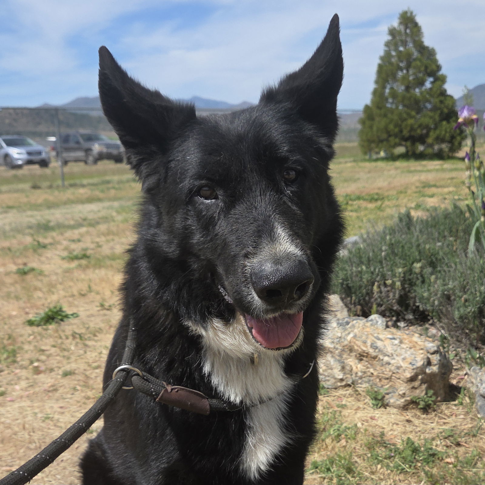 Kansas, an adoptable Karelian Bear Dog, Shepherd in Yreka, CA, 96097 | Photo Image 1