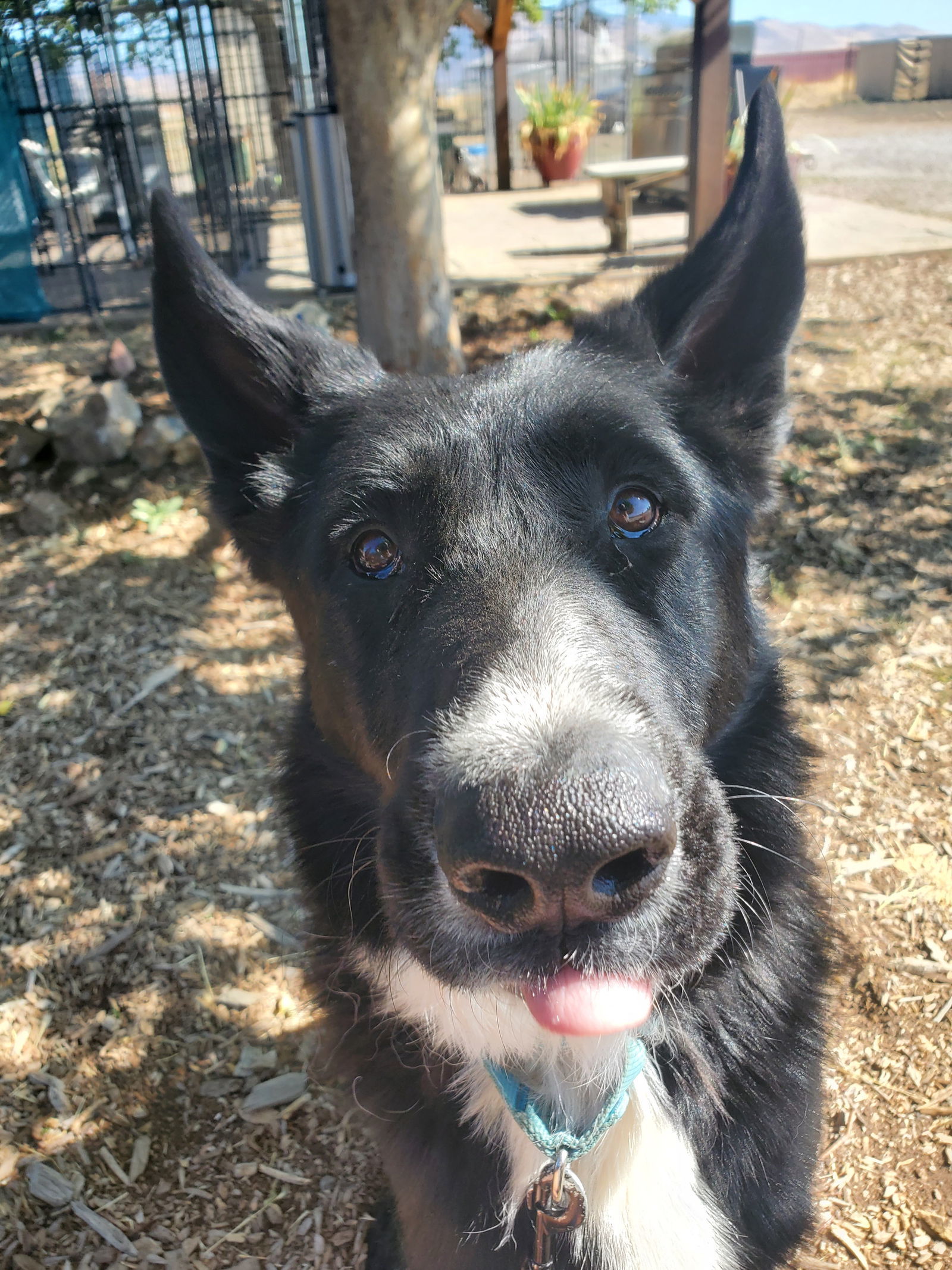 Kansas, an adoptable Shepherd in Yreka, CA, 96097 | Photo Image 2