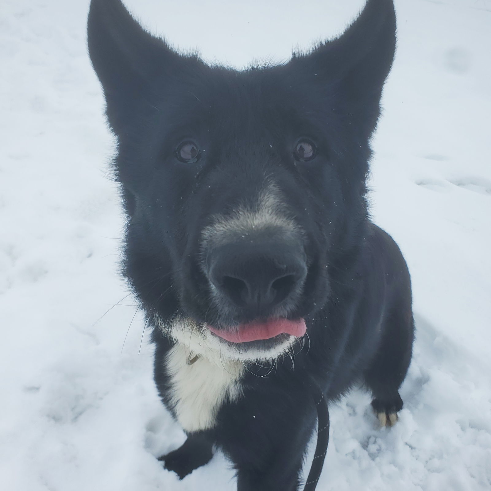 Kansas, an adoptable Anatolian Shepherd, German Shepherd Dog in Yreka, CA, 96097 | Photo Image 2