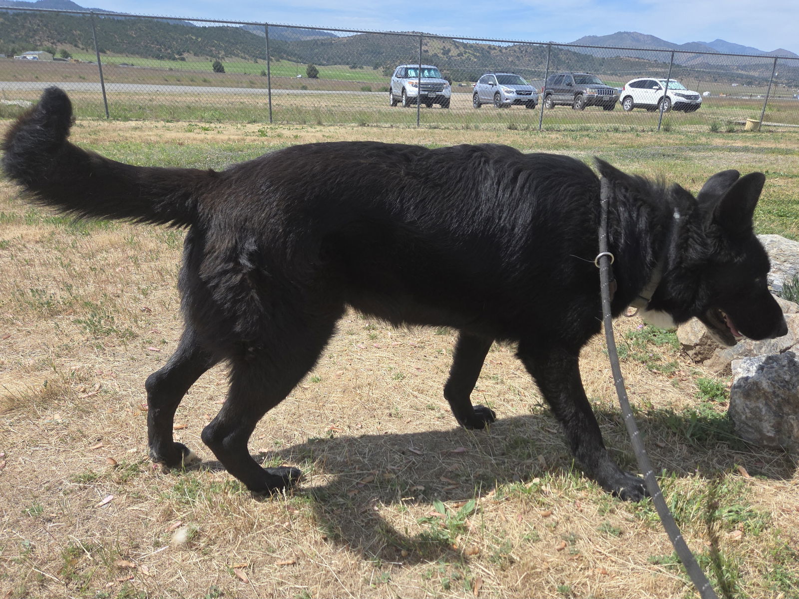 Kansas, an adoptable Karelian Bear Dog, Shepherd in Yreka, CA, 96097 | Photo Image 2