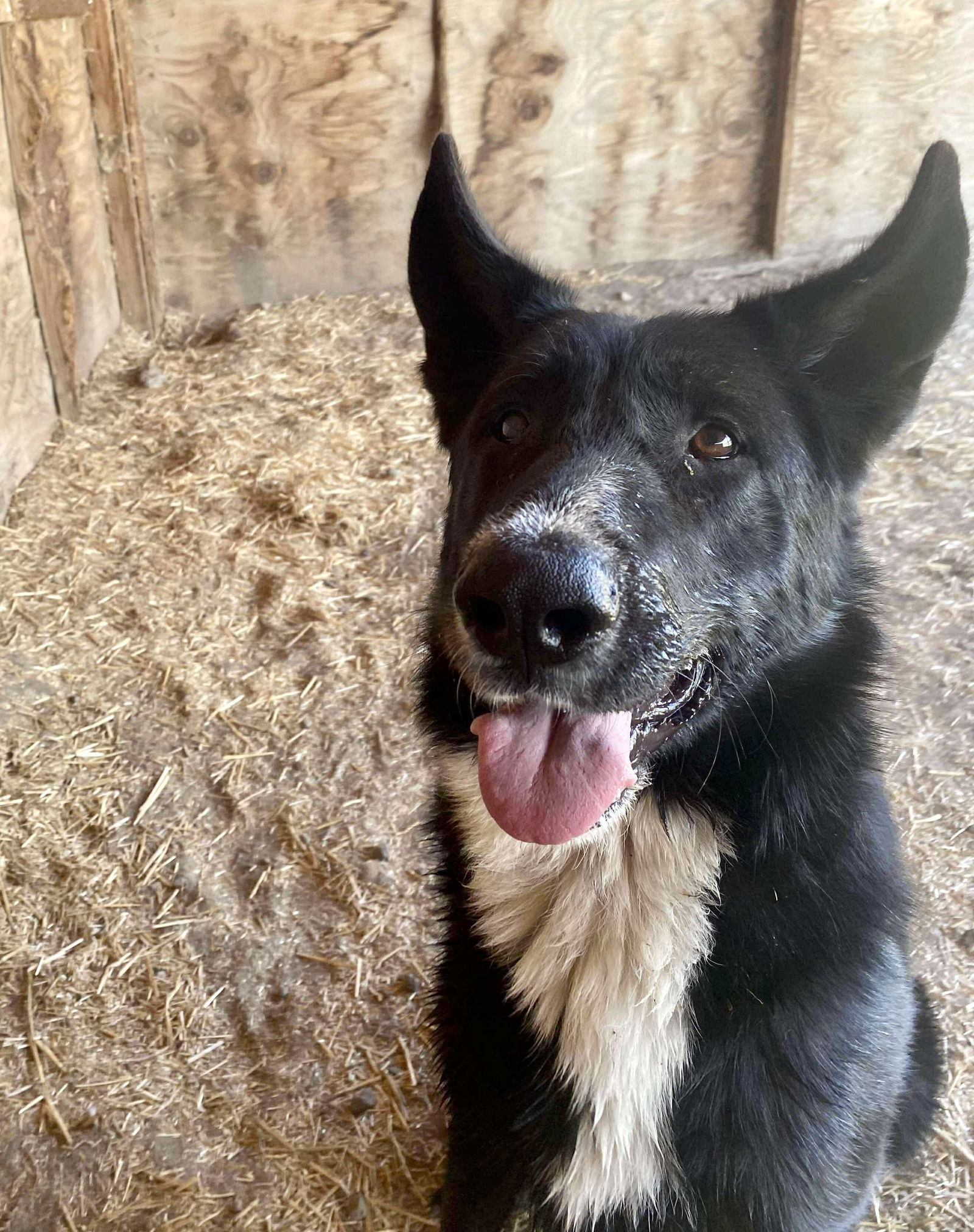 Kansas, an adoptable Karelian Bear Dog, Shepherd in Yreka, CA, 96097 | Photo Image 2