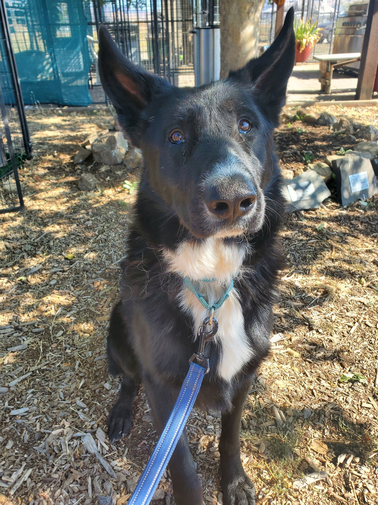 Kansas, an adoptable Shepherd in Yreka, CA, 96097 | Photo Image 3